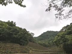 -龙井村