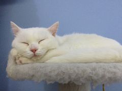 -喵的天空名猫咖啡馆·撸猫·猫舍·用品