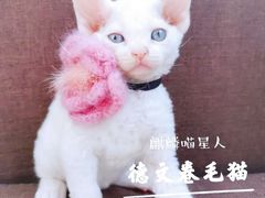 -十年猫舍·猫咪专门店(普陀店)