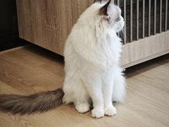 -有喵·猫咖·狗咖·30几只猫10只小狗(岗厦店)