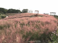-大塘金香草谷