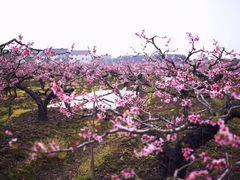 -南汇桃花村