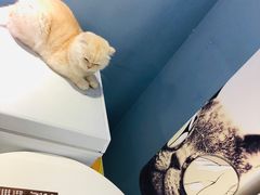 -喵的天空名猫咖啡馆·撸猫·猫舍·用品