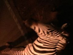 iphone_upload_pic-清迈夜间动物园