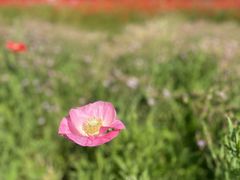 -花开海上生态园