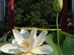 -莲花池公园