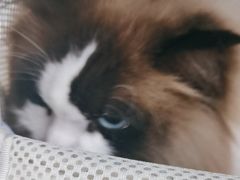 -艾贝尔宠物医院·宠保定点·超声绝育·免疫点(樱花路店)