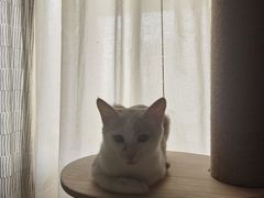 -谐和益家动物医院·免疫绝育·血液透析·宠保定点医院(高新伊藤分院)