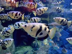 -成都浩海立方海洋公园