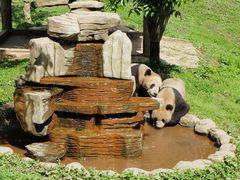 -中国大熊猫保护研究中心雅安碧峰峡基地