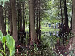 -溱湖国家湿地公园