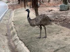 -清迈夜间动物园