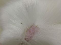 -爱宠屋pet shop·宠物洗澡·宠物美容