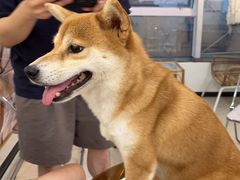 -共舞时光猫咖·狗咖(新街口店)