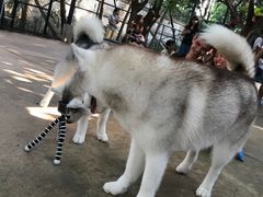 -TrueLove @ Neverland (Husky Cafe)