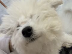 -柴犬小屋·柴餐厅·狗咖食堂(金鼎广场店)