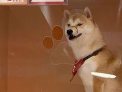 -逗柴咖啡屋·狗咖猫咖宠物桌游