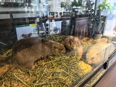 -百好乐宠物友好餐厅(朝外大街店)