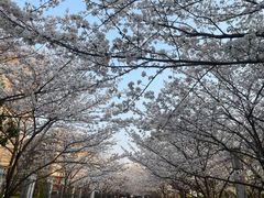 -高东镇樱花园