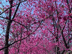 -花溪公园