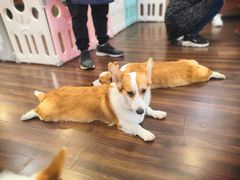 -柯斗斗主题餐厅·狗咖·围炉煮茶·茶饮(国瑞升平里店)