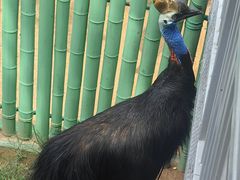 -西霞口神雕山野生动物世界