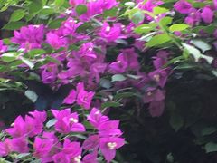 -海口观澜湖火山温泉谷