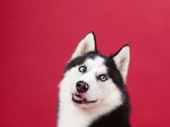 -趣玩宠物乐园寄养训犬训狗游泳池