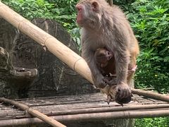 -西双版纳原始森林公园