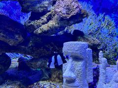 -芜湖新华联大白鲸海洋公园