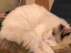 -猫色咖啡·猫咖
