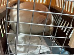 -四月宠物医院·猫专科·心脏专科·内科(转塘店)