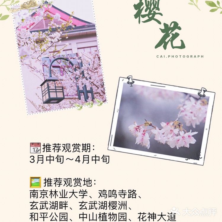 南京最全赏花地图🌸承包春天，有这份攻略就够了‼️