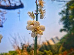 -荔枝公园(福田区)
