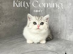 -小猫来了·猫舍(红山六九七九店)