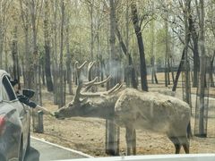 -秦皇岛野生动物园
