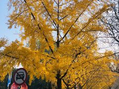 -三里屯东五街银杏大道