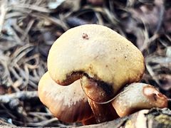 -白草畔自然风景区