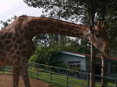 -大连森林动物园