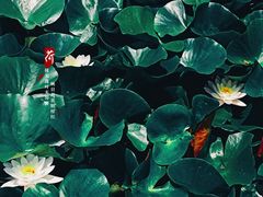 -前关湿地公园