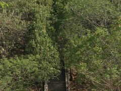-白水寺森林公园