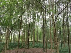 -桤木河湿地公园