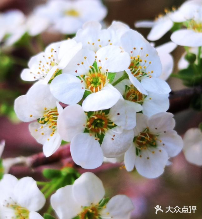 琴亭湖公园图片