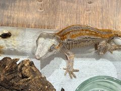 -酷以爬仙阁实体爬宠店·守宫·蜥蜴·专业繁育