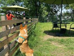 -趣多多宠物公园·宠物训犬学校·宠物寄养