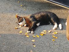 -三里屯东五街银杏大道