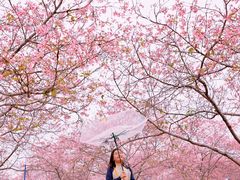 -天适樱花悠乐园