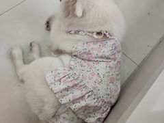 -汪说·狗咖·拼豆·宠物周边DIY(旺城大厦店)