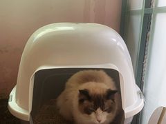 -喵屿·大理花园猫咖