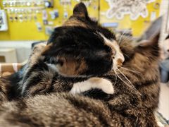 -平行世界·猫咖(首经贸店)